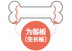 为骺板（生长板）