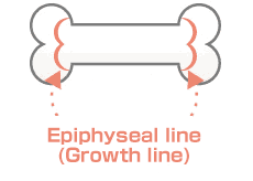 image：Epiphyseal line（Growth line）