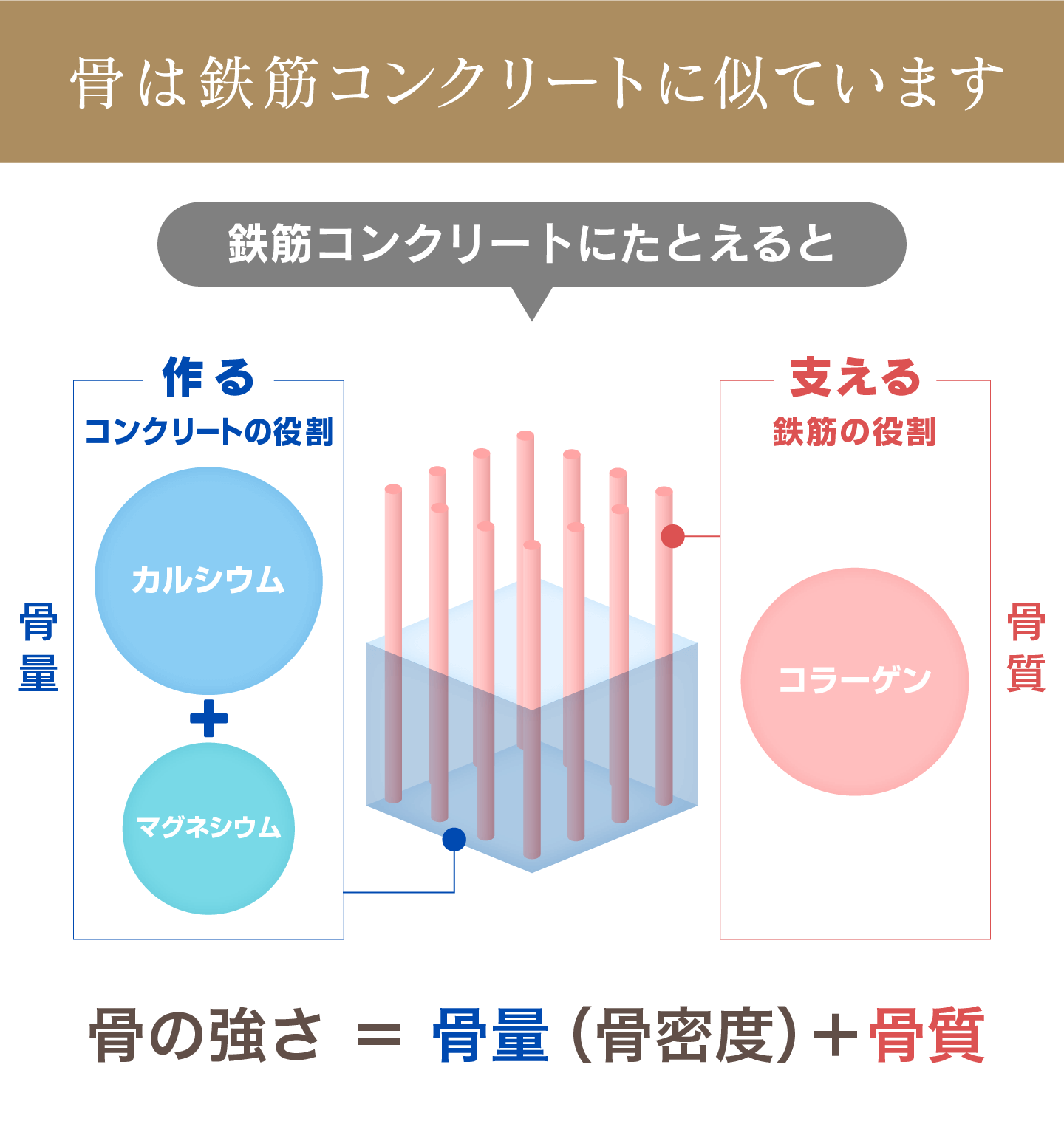 骨は鉄筋コンクリートに似ています